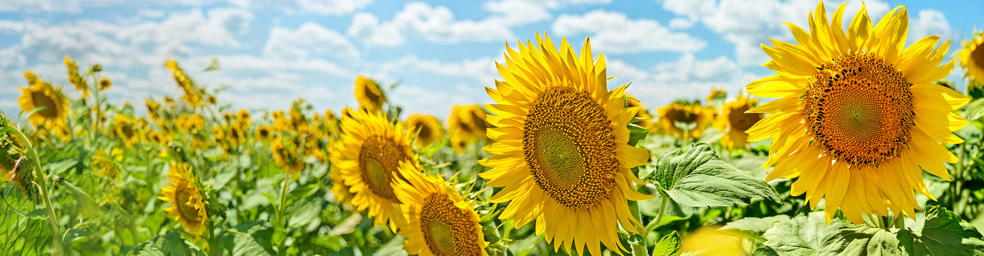 Ein Feld mit vielen Sonnenblumen an einem sonnigen Sommertag. Der Himmel ist leicht bewölkt und strahlend blau.